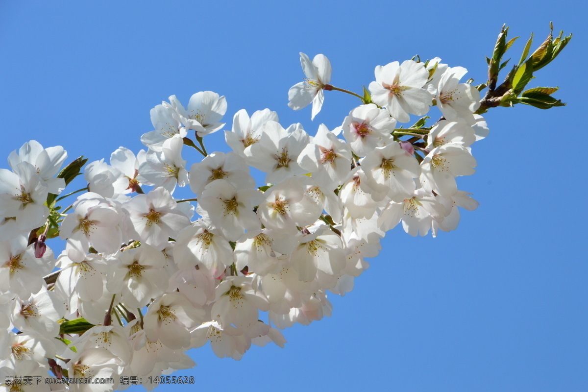 樱花 满园春色 花枝 玉渊潭樱花节 玉渊潭春色 树干 花朵 春色 花卉 花儿 花骨朵 花草 树枝 枝叶 园林景观 绿化景观 生物世界