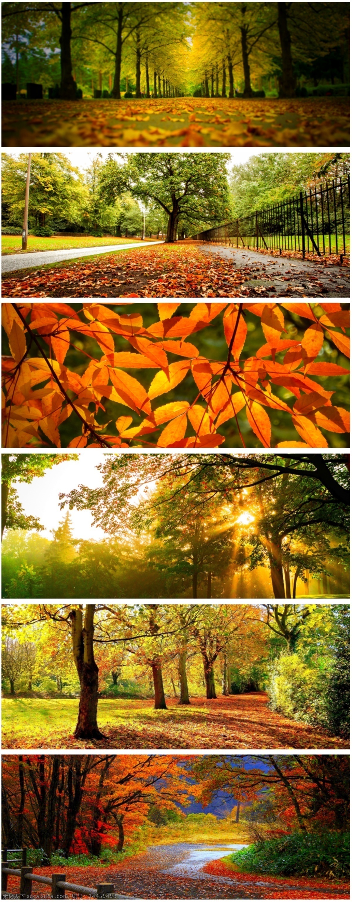 背景 风景 树叶 图标 黑色