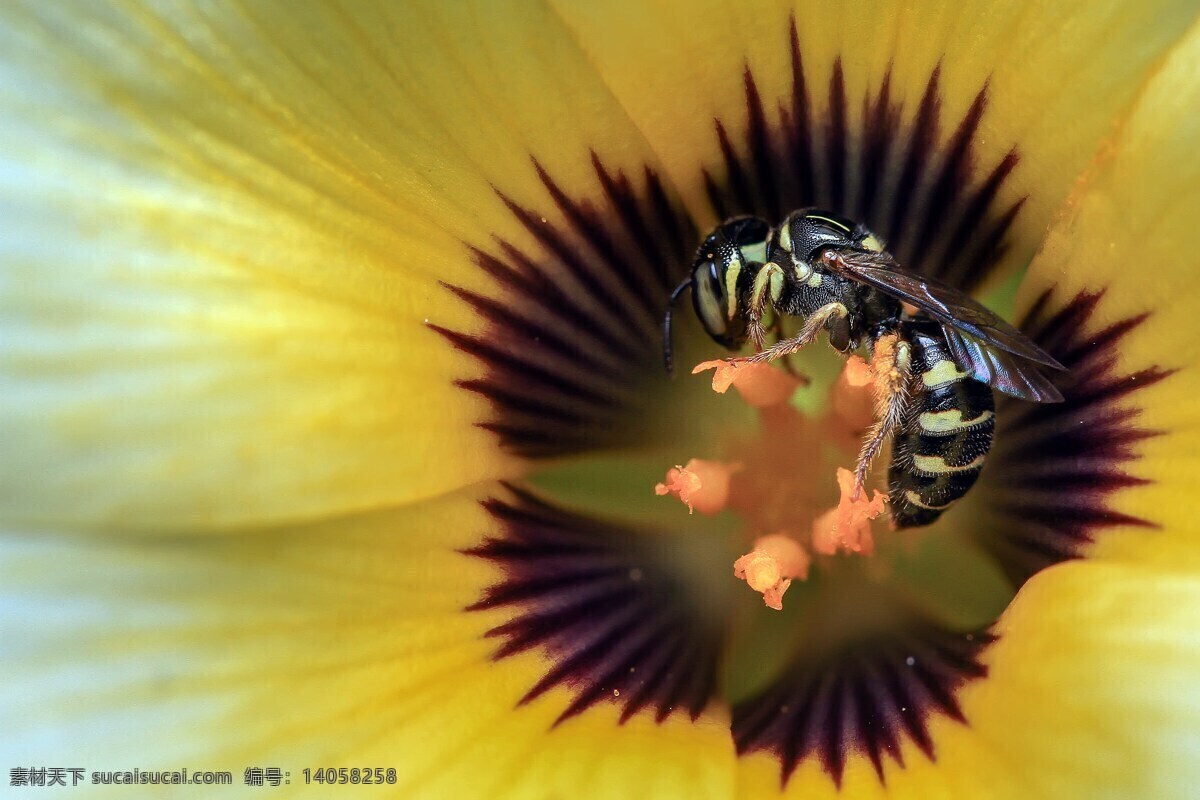 黄色的花蜜蜂 黄蜂 黄色 昆虫 特写 自然 花 花园 黄色的花 蜜蜂