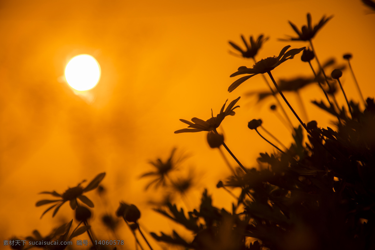 夕阳 下 木 春菊 菊花 木春菊 背景 黄昏 桌面 简洁 风光摄影 自然 红色剪影 花木 高清 自然景观 自然风景