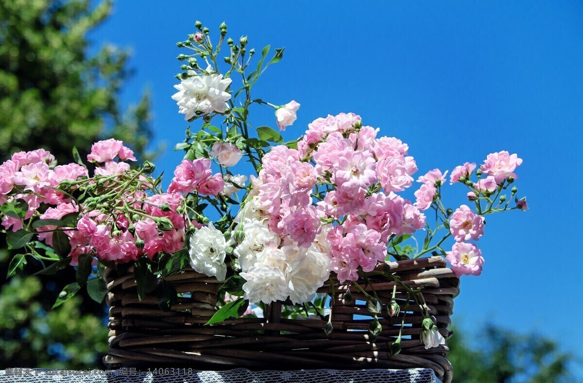 玫瑰花素材 玫瑰花 花束 花 花朵 黑色