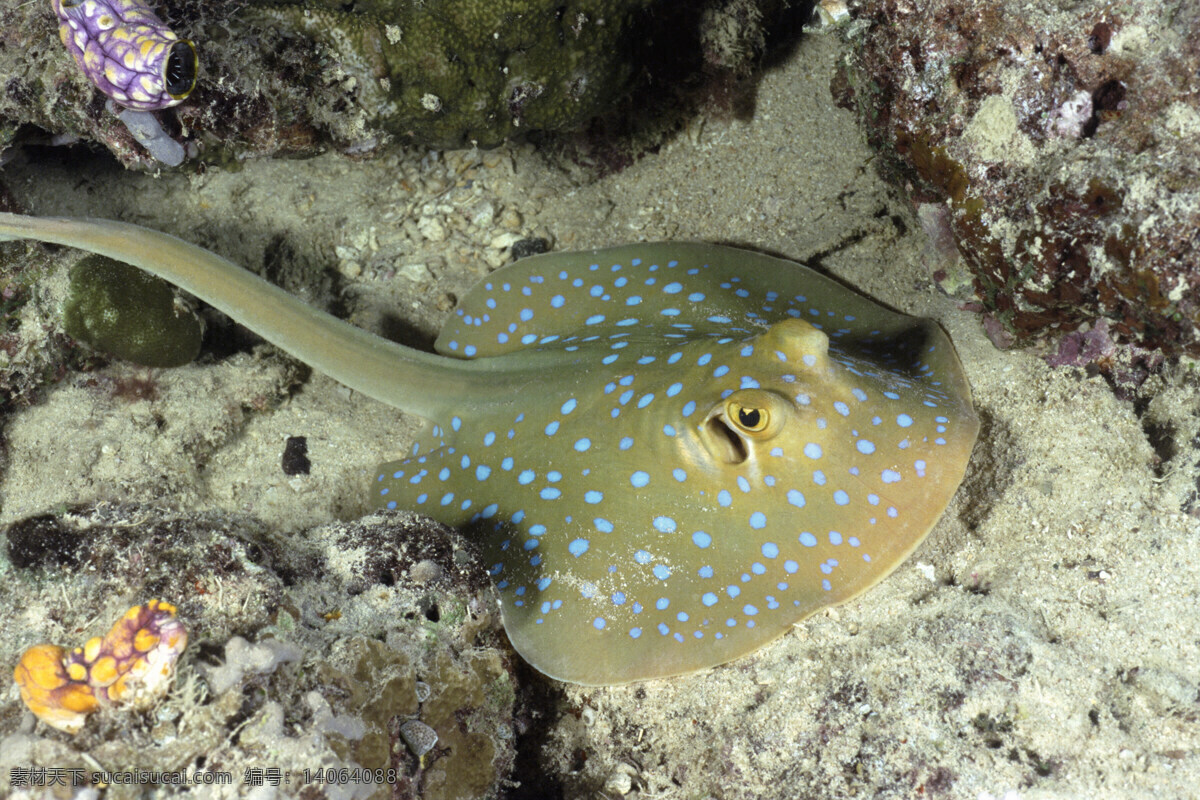 海洋生物 海底世界 海洋 海洋鱼类 礁石 生物世界 鱼 鱼类 洋生物 珊蝴礁石 珊蝴