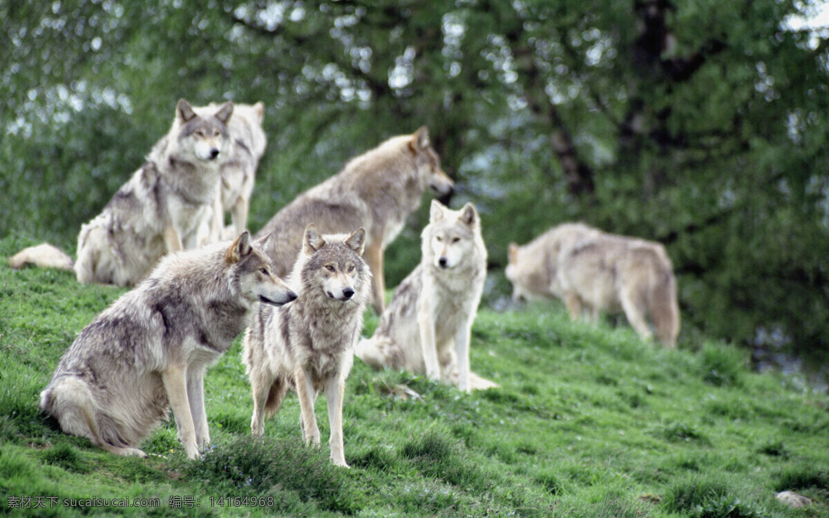 狼群 狼 动物 生物 生物世界 野生动物