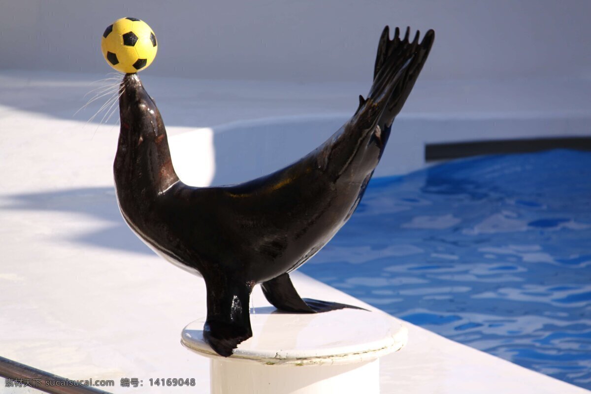 海狮表演 动物 圆球 海水池 石圆桌 地面 阳光 海洋生物 生物世界