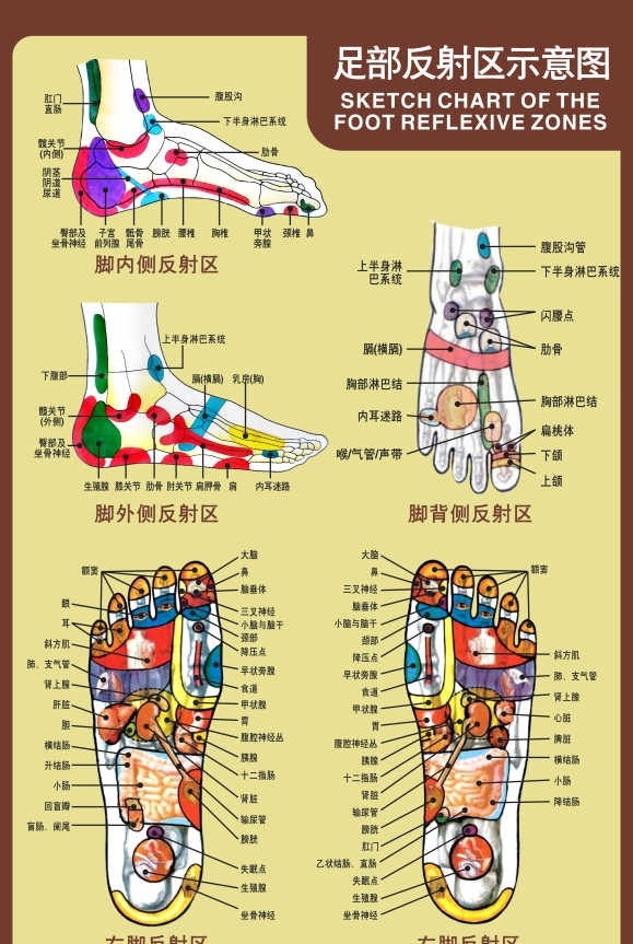 位图 沐足 足疗 理疗 穴位图 脚底图 反射图 中医 医学 原创设计 矢量