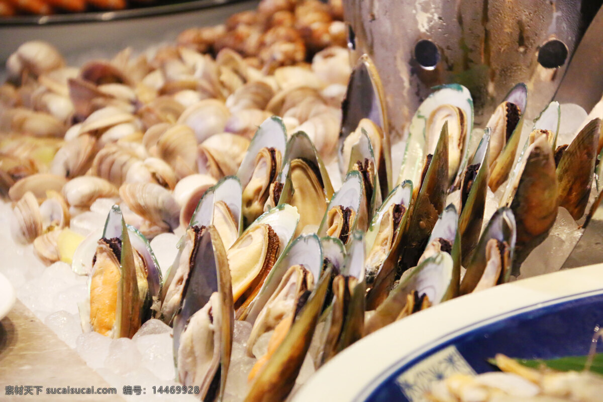 青口贝图片 海鲜自助 青口 翡翠贻贝 海鲜 青口贝 餐饮美食 食物原料