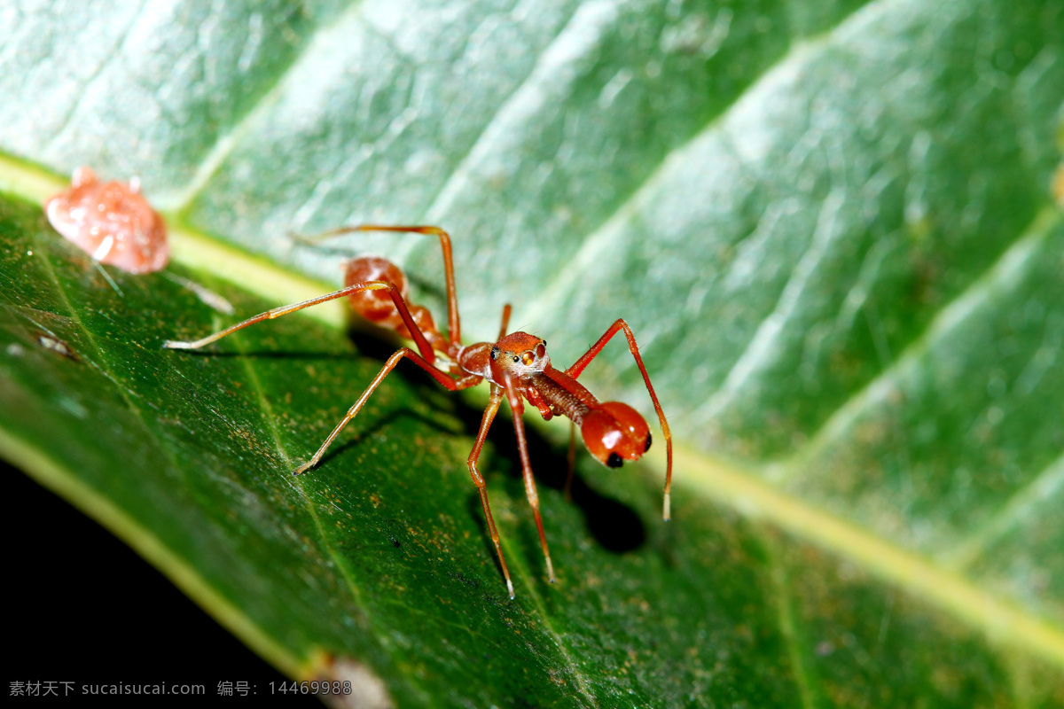 树叶 上 蚂蚁 蚂蚁摄影 蚂蚁素材 昆虫 动物 野生动物 动物世界 树叶上的蚂蚁 昆虫世界 生物世界