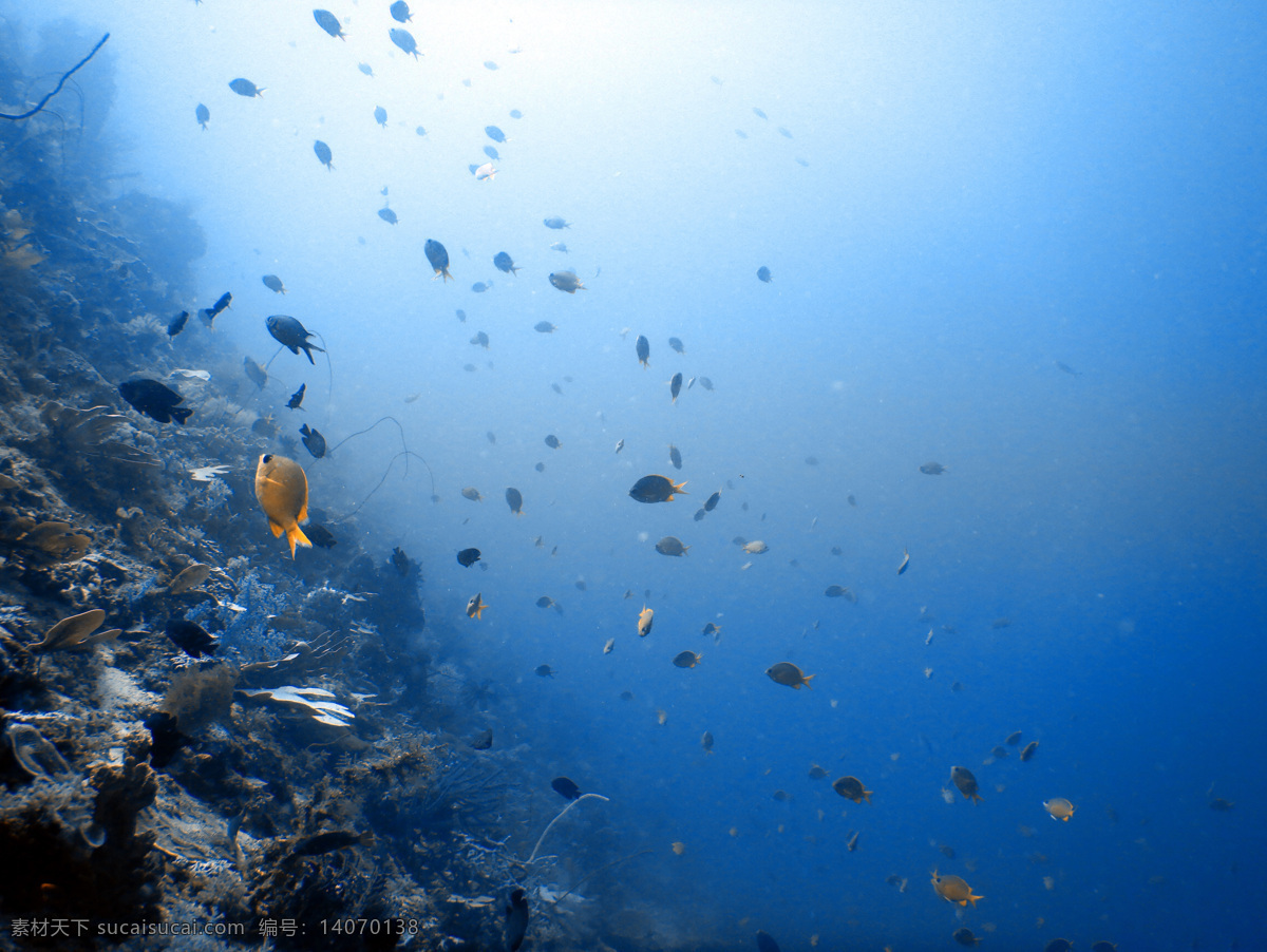 海底潜水鱼群 海底 生物 海草 海边 沙滩 旅行 原图 无人 高清 蓝色 黄色 黑色 透明 潜水 鱼群 光 岩石 自然景观 山水风景