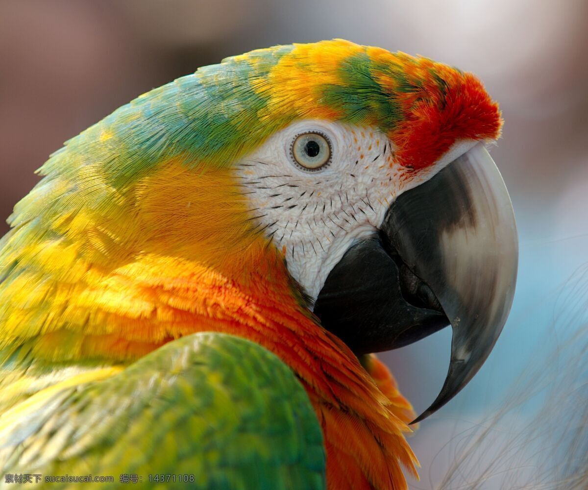 绿鹦鹉 鸟 彩色鸟 鸟类 生物世界