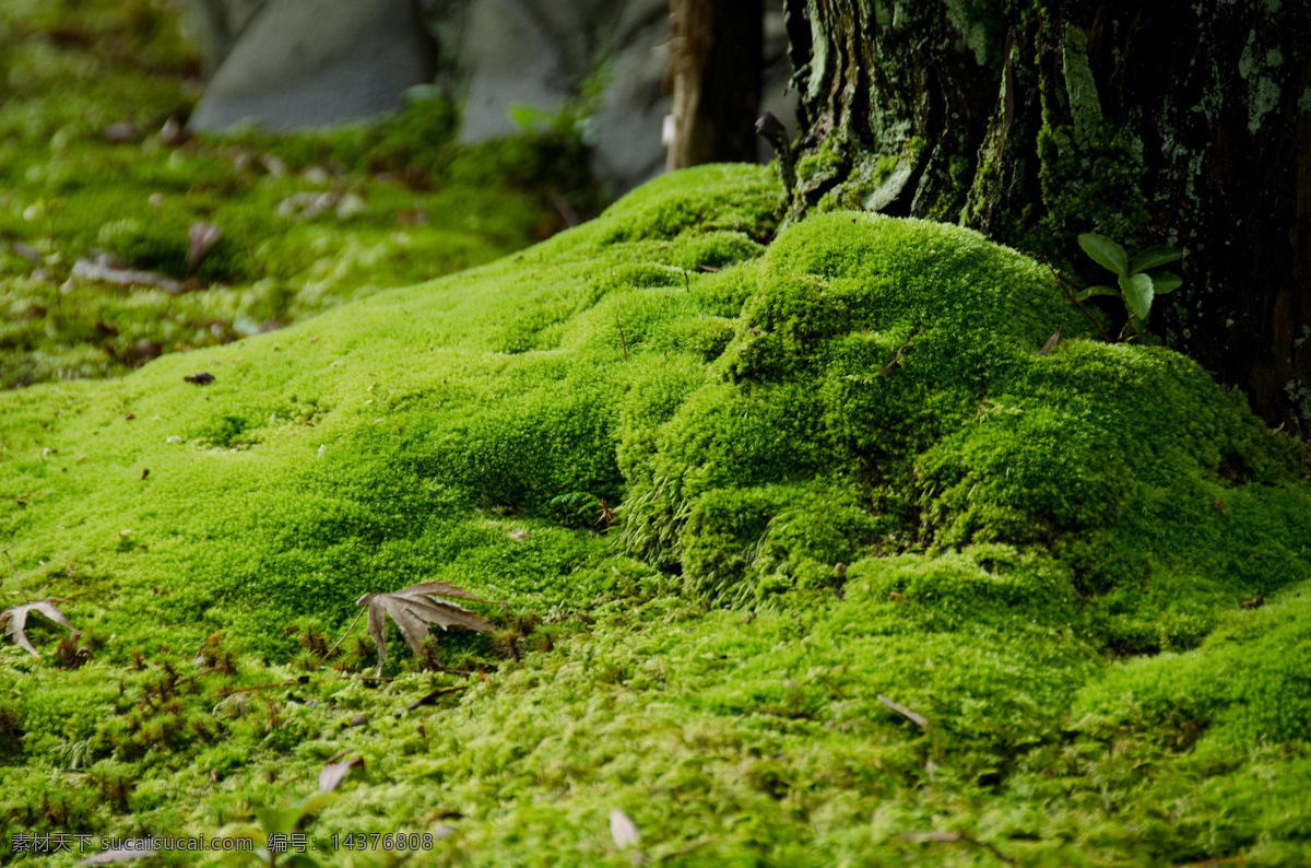 大自然 苔藓植物 微 景观 微景观 大自然景观 苔藓 大自然背景 自然景观 自然风景