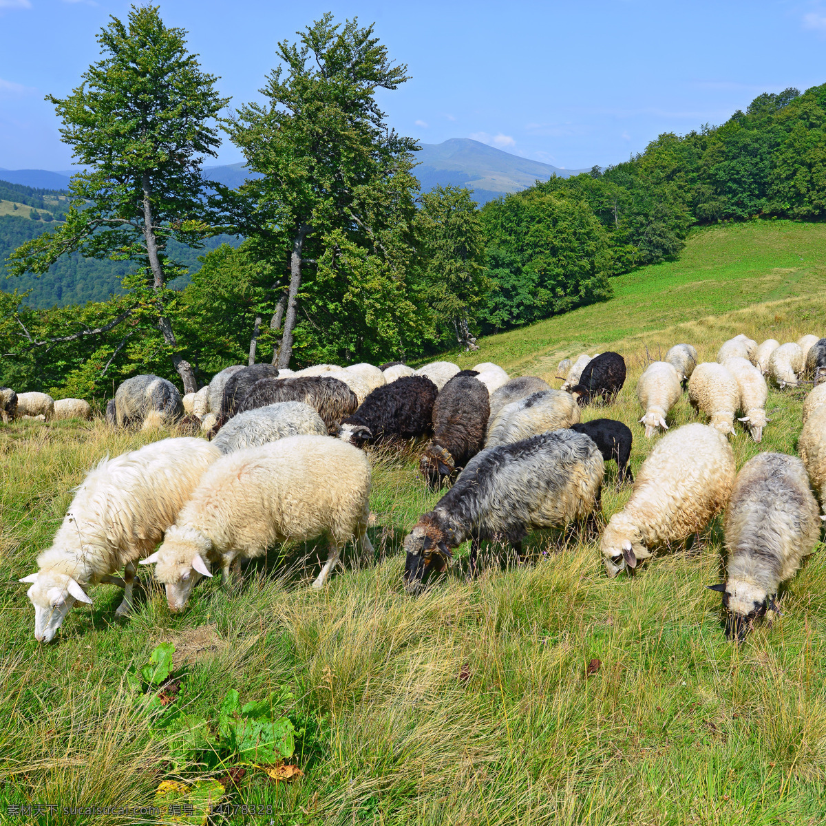 草地 吃 草 羊群 放牧 牧场 绵羊 家畜动物 动物世界 动物摄影 陆地动物 生物世界