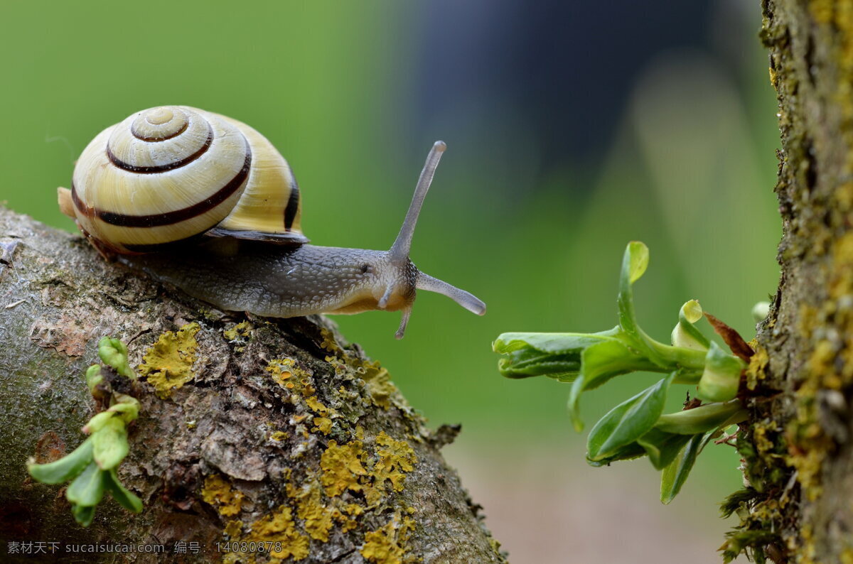 小蜗牛 蜗牛 爬行动物 野生 树干 嫩芽 绿芽 发芽 树木 爬行 蜗牛壳 动物 生物世界 动物世界 昆虫