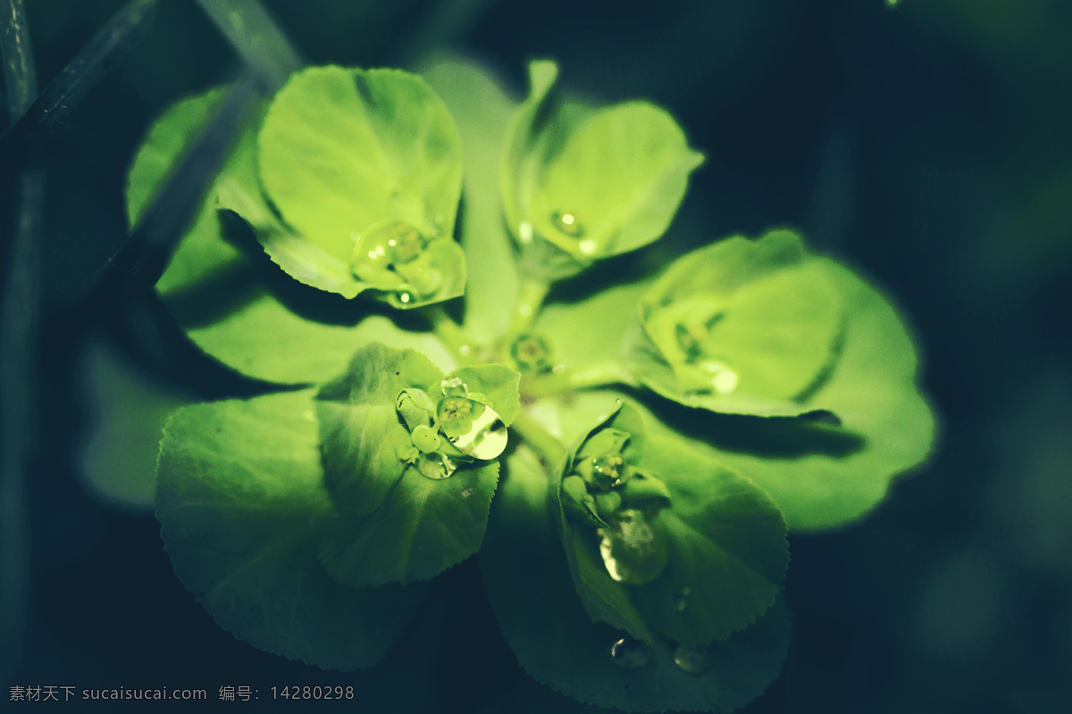微 距 花朵 花草 绿色 生物世界 水滴 微距 唯美 微距花朵 雨滴 psd源文件