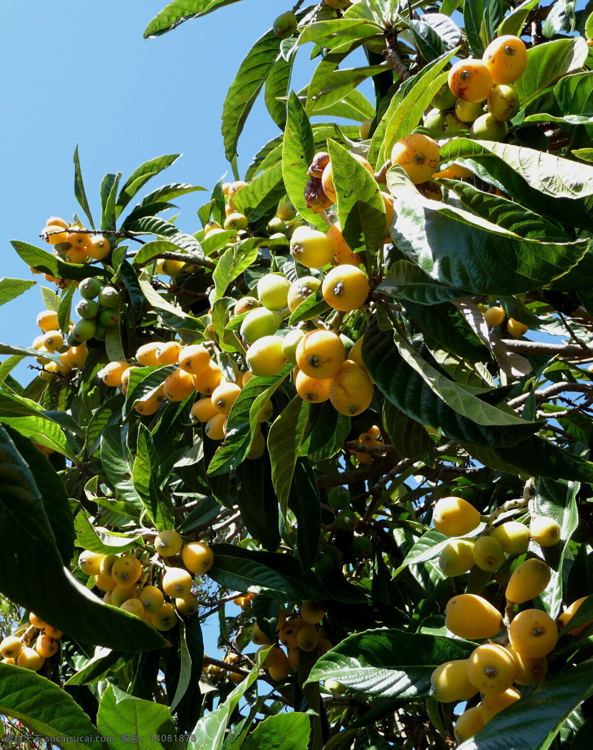 枇杷树 枇杷果 芦橘 金丸 芦枝 loquat 健康水果 营养丰富 树叶 树上果 水果 生物世界