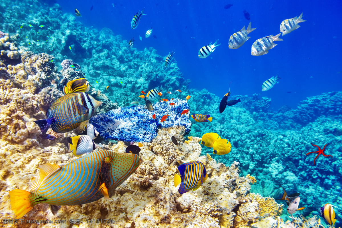 深海 里 鱼群 海洋海边 自然风光 海底世界 海洋生物 珊瑚 海水 自然景观 蓝色