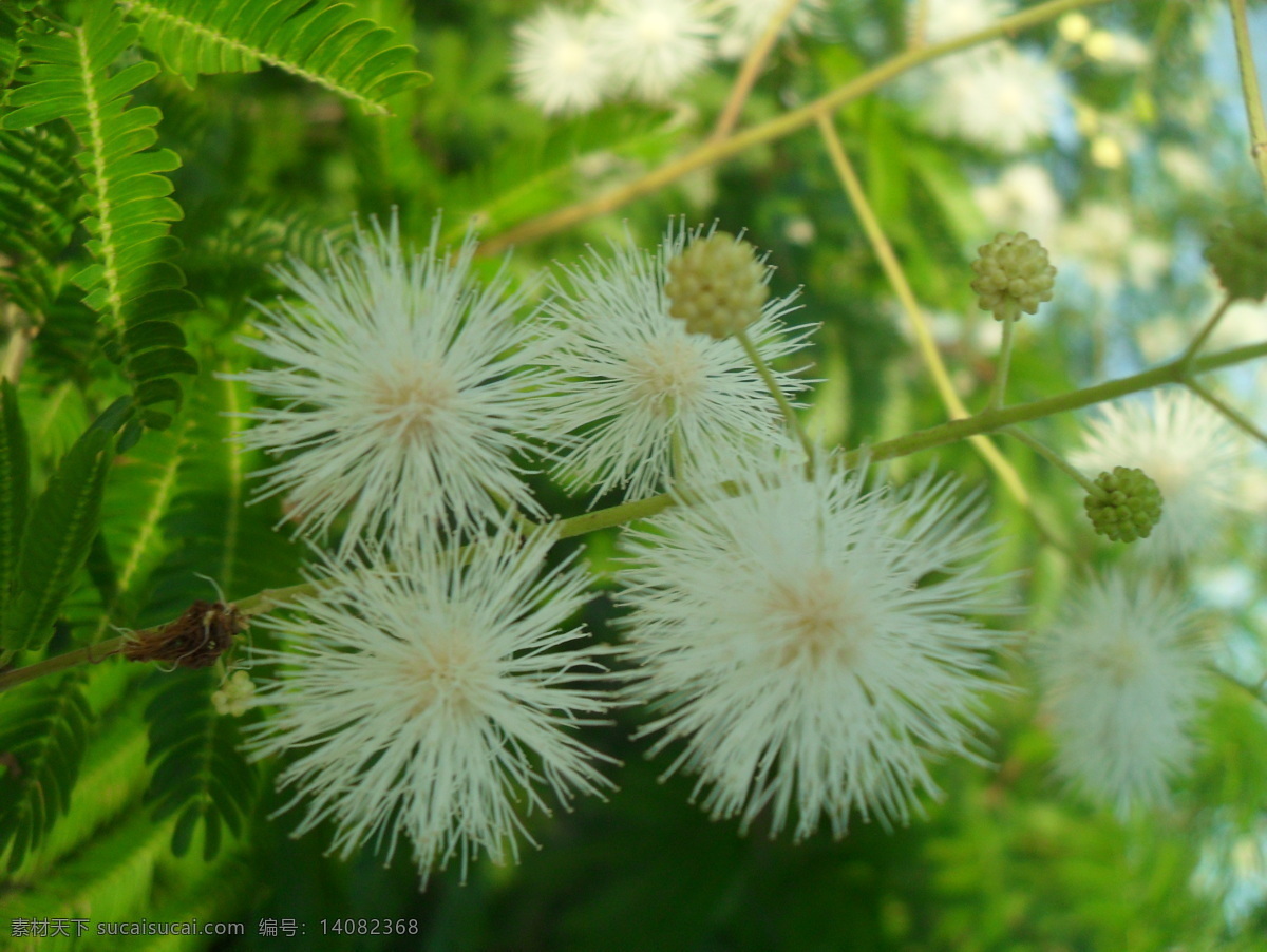 银合欢 花 白花 花蕾 植物 植物摄影 豆科 银 合欢 属 花草 生物世界