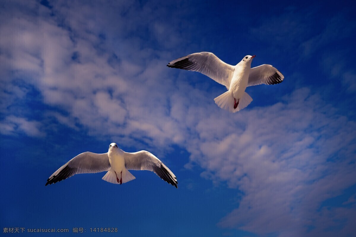 天空海鸥飞翔 天空 高空 蓝天白云 海鸥 海鸟 飞鸟 鸟儿 高飞海鸥 鸟类 飞禽 动物 生物世界