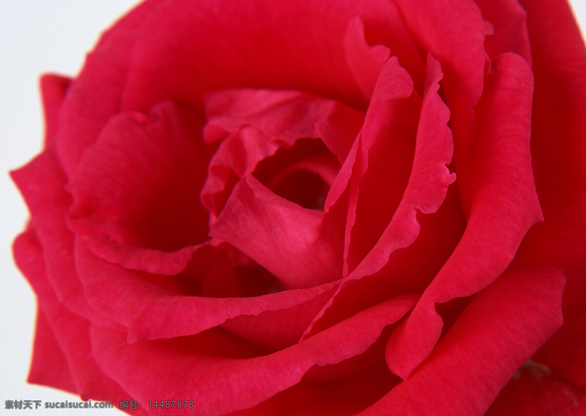 花卉 特写 红色 花朵 玫瑰 鲜花
