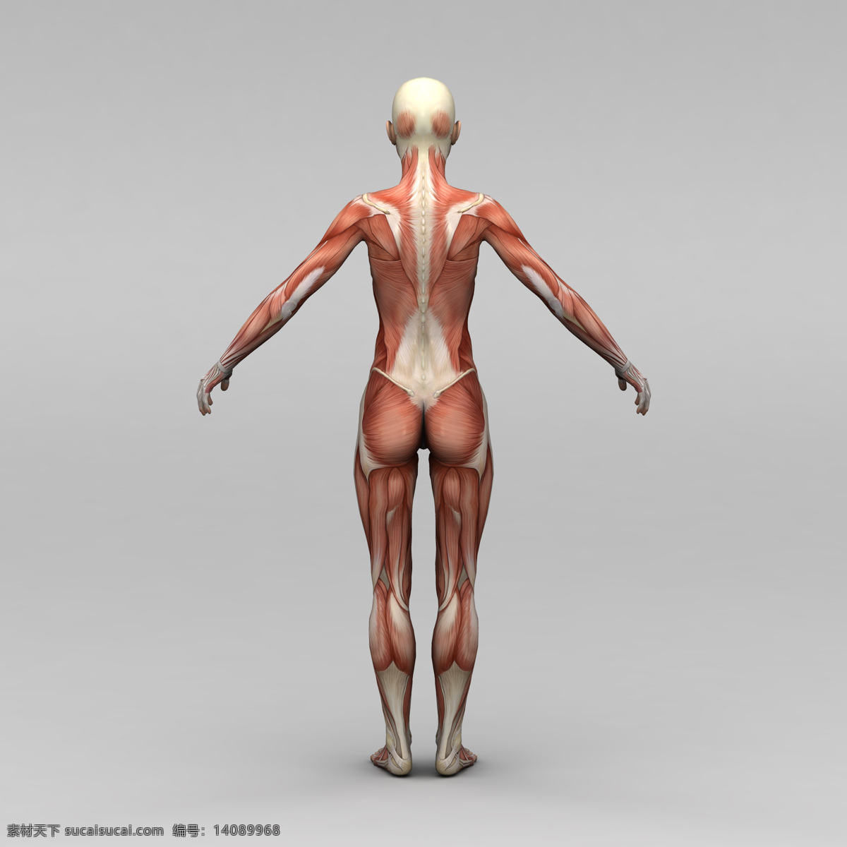 女性 背部 肌肉 组织 人体 素描画 人体肌肉组织 人体肌肉器官 肌肉结构 人体解剖学 人体器官 人体器官图 人物图片