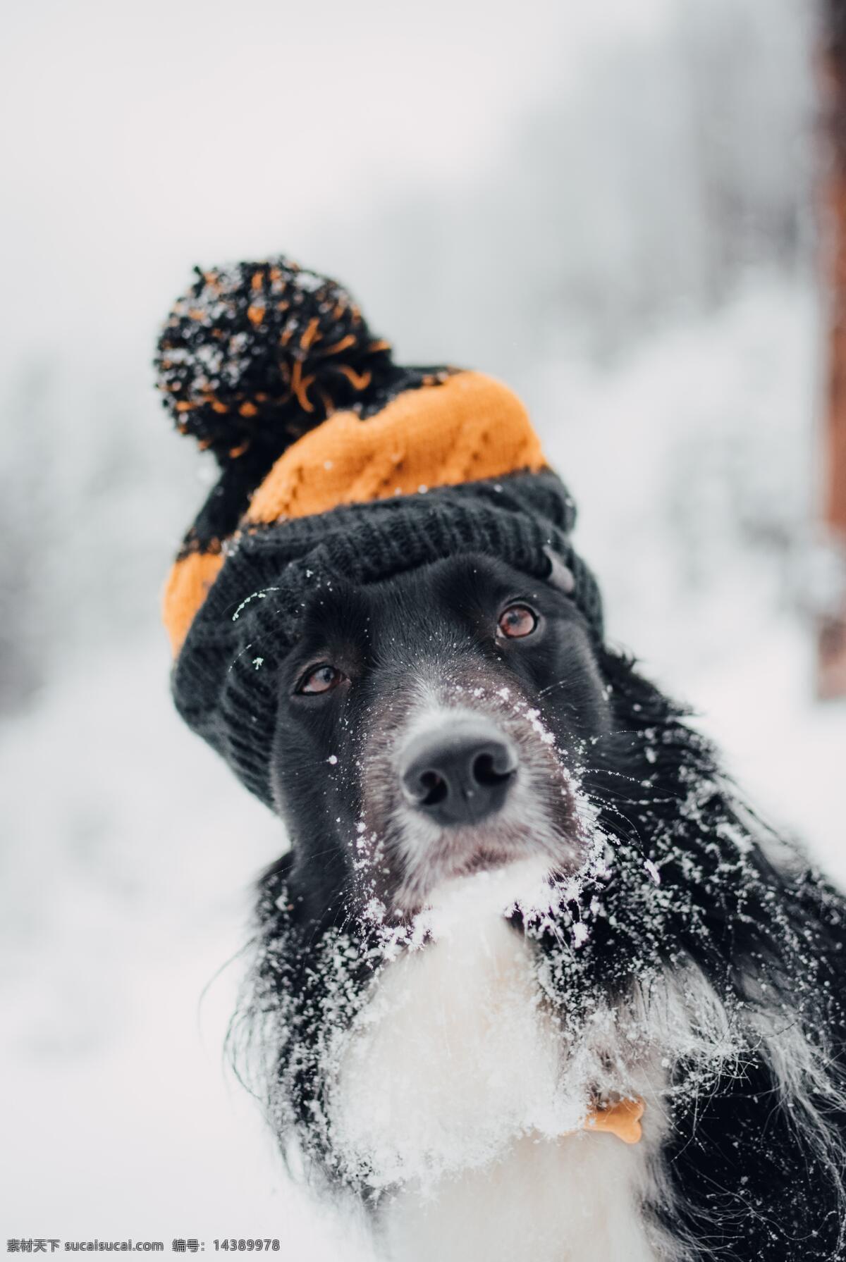 戴帽子的狗 帽子 狗 冬季 冬天 雪 白雪 白色 寒冷