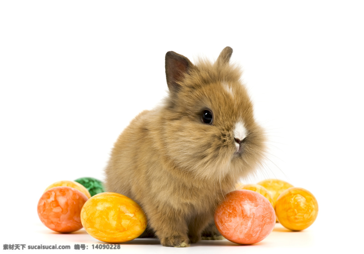 可爱 兔子 彩蛋 素材图片 兔子摄影 动物 复活节 节日素材 节日庆典 生活百科