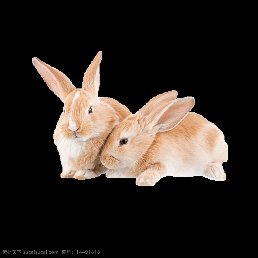 两 只 褐色 小 兔子 元素 可爱 褐色小兔子 长绒 长耳朵 动物