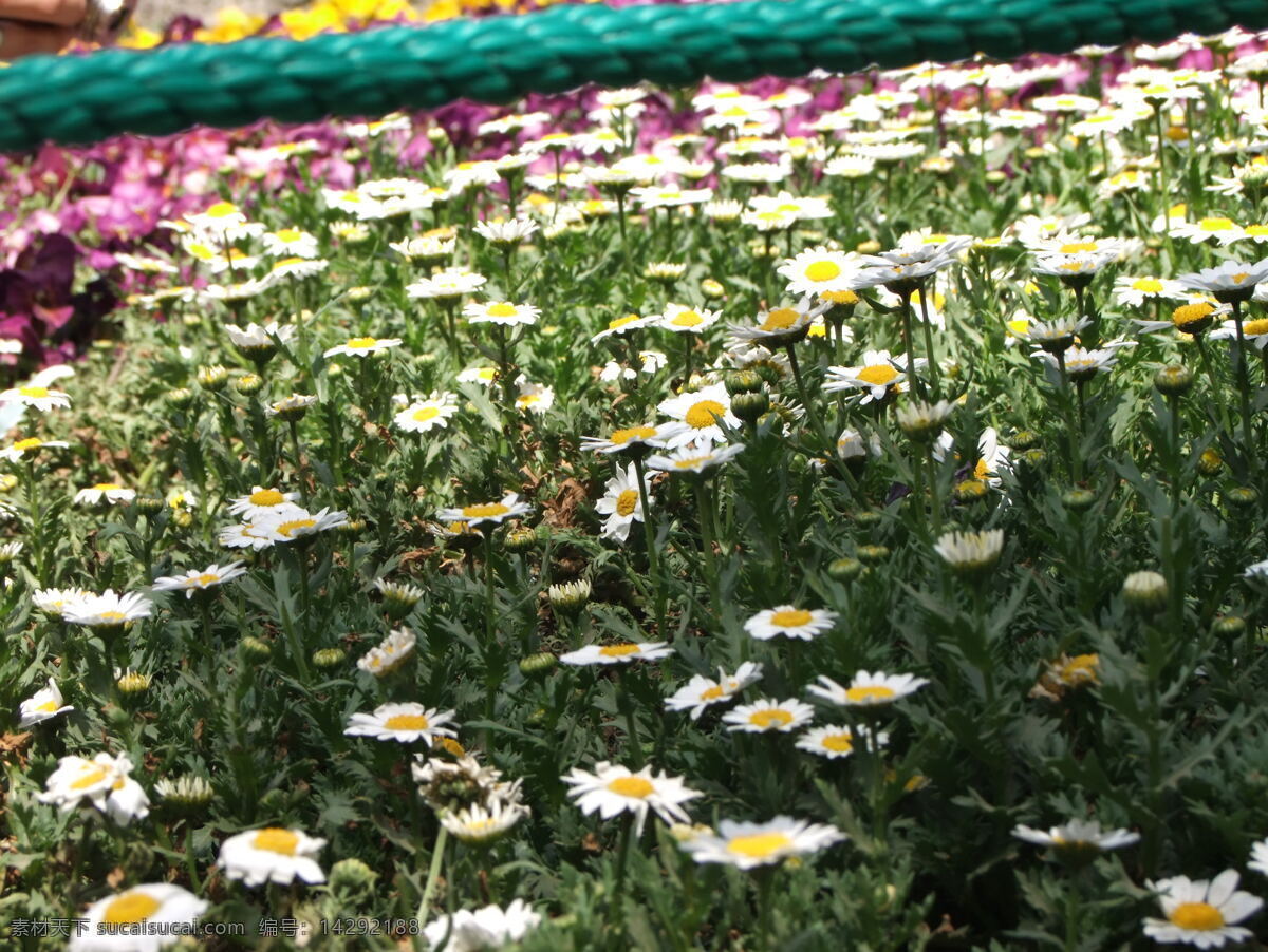 小雏 菊 小雏菊 花园 花卉 园林 春天 花草 生物世界 黑色