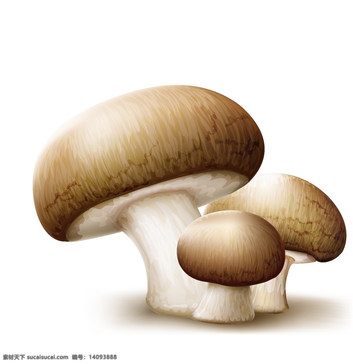 蘑菇 食物 蔬菜 卡通 矢量 绘画 蘑菇设计 矢量蘑菇 蘑菇素材 食物蔬菜 蔬菜水果 生物世界