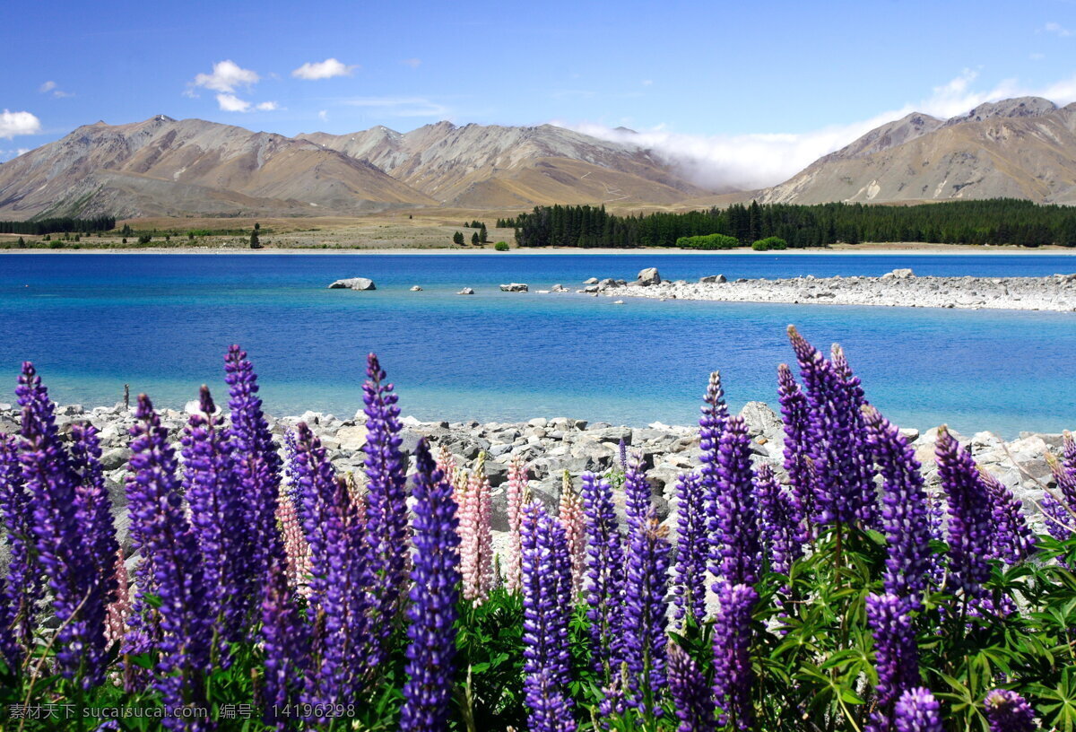 薰衣草农场 薰衣草 藥草 草本 草本療法 农场 湖泊 湖边 山脉 湖水 树木 树林 蓝天 白云 天空 自然风景 自然景观