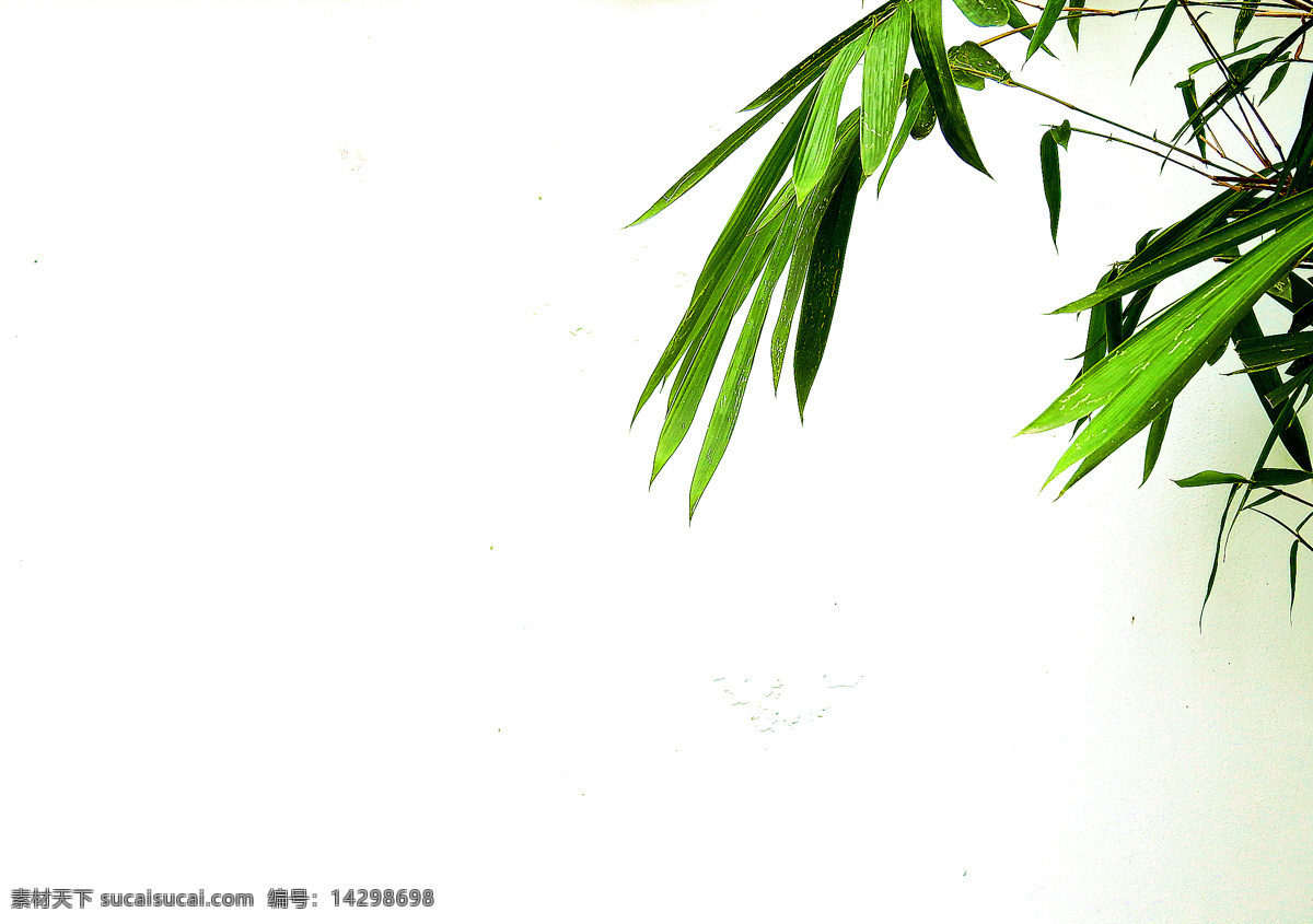竹叶 生物世界 竹子 竹影 商业摄影 意境摄影 高调摄影 树木树叶